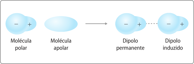 Esquema com setas em duas partes. Na primeira, há uma molécula polar ao lado de uma molécula apolar. A molécula polar possui um formato disforme, com uma extremidade maior que a outra, a extremidade maior possui um sinal negativo e, a menor, um sinal positivo. Já a molécula polar possui um formato elíptico. Na segunda parte, a molécula apolar passa a ter um formato disforme, semelhante ao da molécula polar. Além disso, a molécula polar passa a ser identificada como dipolo permanente e, a molécula apolar, como dipolo induzido. Uma linha pontilhada entre as moléculas indica a interação entre a região positiva de uma e a negativa da outra.