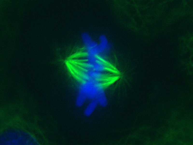Fotografia microscópica. Há vários feixes verdes fluorescentes, os microtúbulos, que, juntos, têm o formato de uma elipse rotacionada. No centro dessa elipse, está o material genético, semelhante a vários filamentos em cor azul. O fundo da foto tem coloração escura, com algumas manchas verdes.
