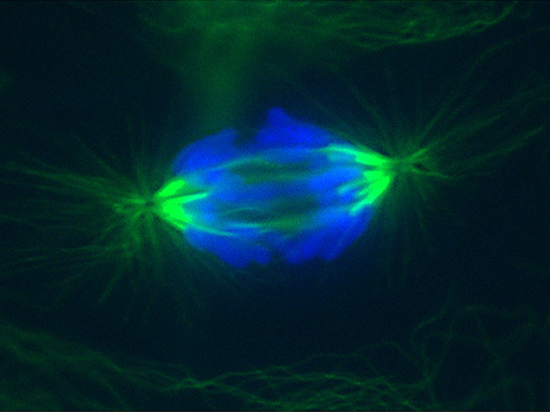 Fotografia microscópica. Há vários feixes verdes fluorescentes, os microtúbulos, que, juntos, têm o formato de uma elipse rotacionada, esticada com suas extremidades em coloração mais forte. O material genético em azul, posicionado no centro da elipse na imagem anterior, agora está disposto em lados opostos da elipse. O fundo da foto tem coloração escura, com algumas manchas verdes.
