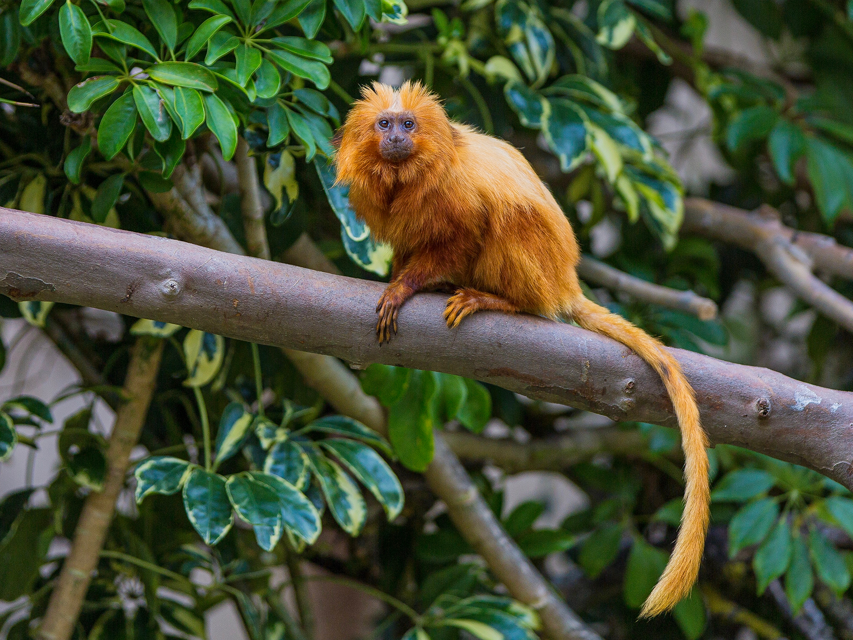 Fotografia de um mico-leão-dourado sobre um galho no meio da mata. Sua pelagem, de cor avermelhada, forma uma juba ao redor da cabeça. Seus dedos são compridos e ele tem uma longa cauda.