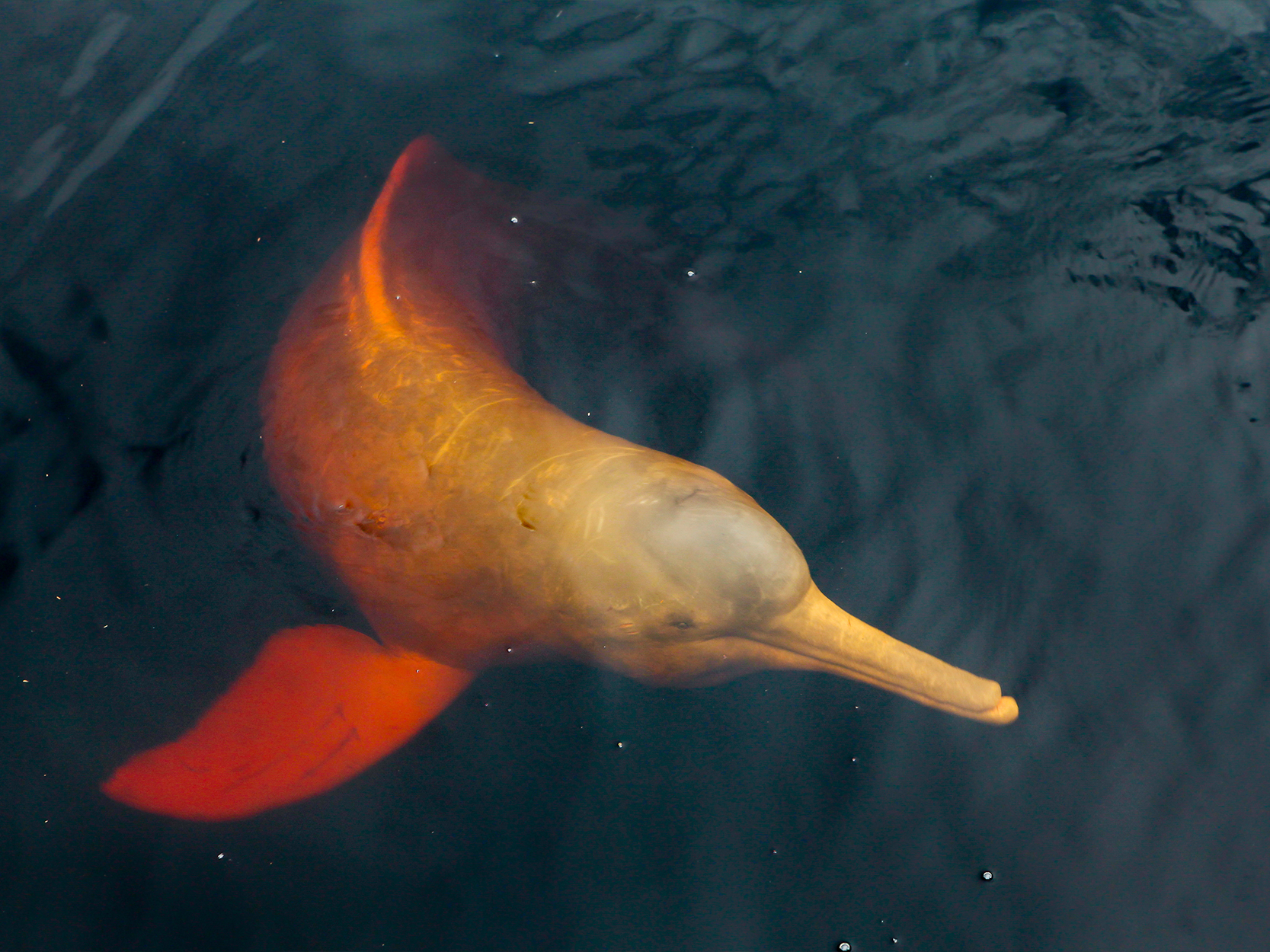 Fotografia de um boto-cor-de-rosa submerso em um rio. Ele tem o corpo comprido, nadadeiras laterais, com boca estreita e alongada. Sua coloração é alaranjada com partes acinzentadas.