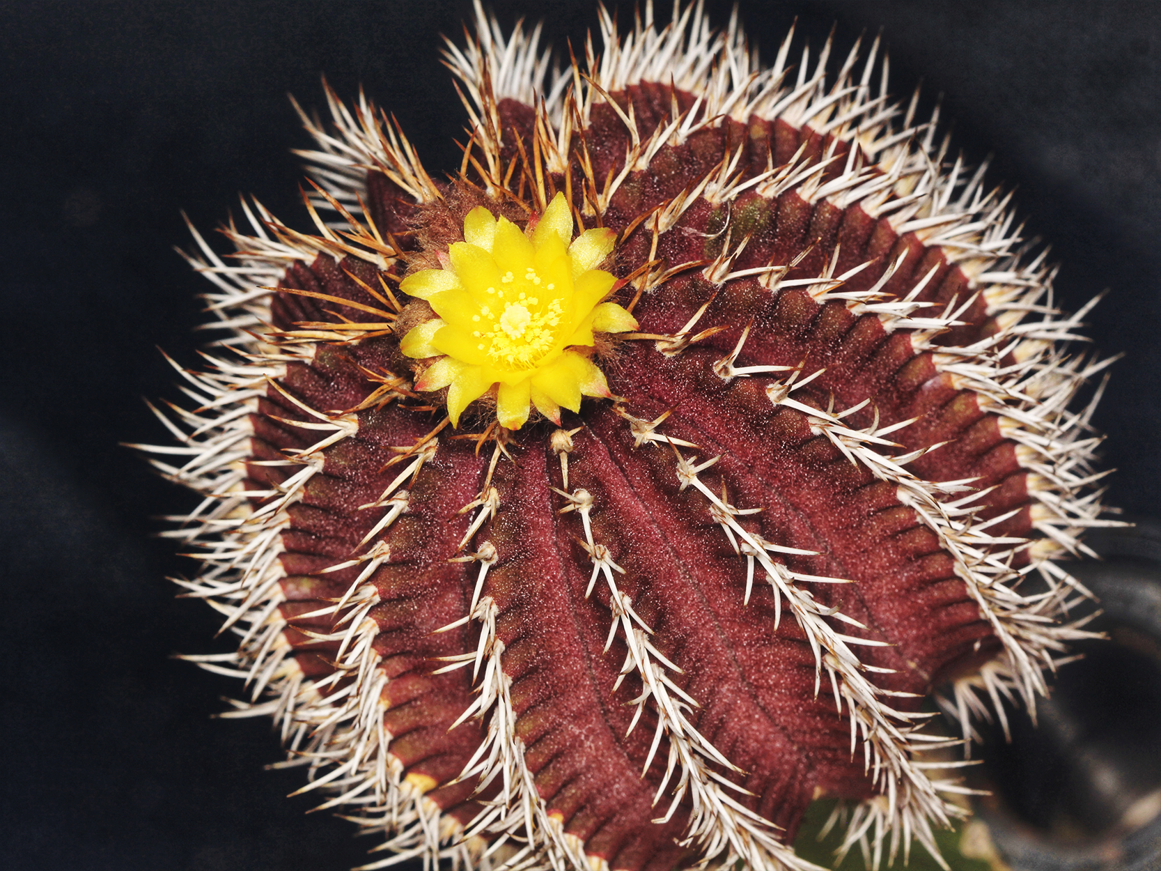 Fotografia de um cacto-estrela. Ele tem o formato de uma esfera, com vários espinhos que vão de uma extremidade a outra, segmentando a esfera em várias partes. Sua coloração é avermelhada e os espinhos são brancos. Na parte superior, no centro, há uma flor amarela com várias pétalas que se sobrepõem.