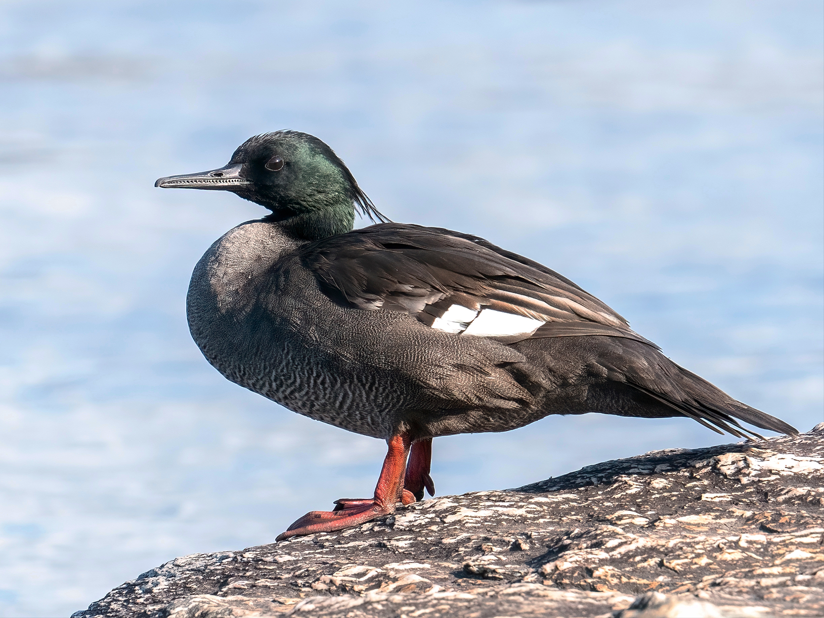 Fotografia de um pato-mergulhão sobre uma rocha. Ele tem o corpo e penas com coloração escura, predominantemente cinza, com uma pequena mancha branca. Sua cabeça e pescoço são em tons esverdeados, com o bico escuro, fino, alongado e com serrilhas. Suas patas são curtas e em tons avermelhados.