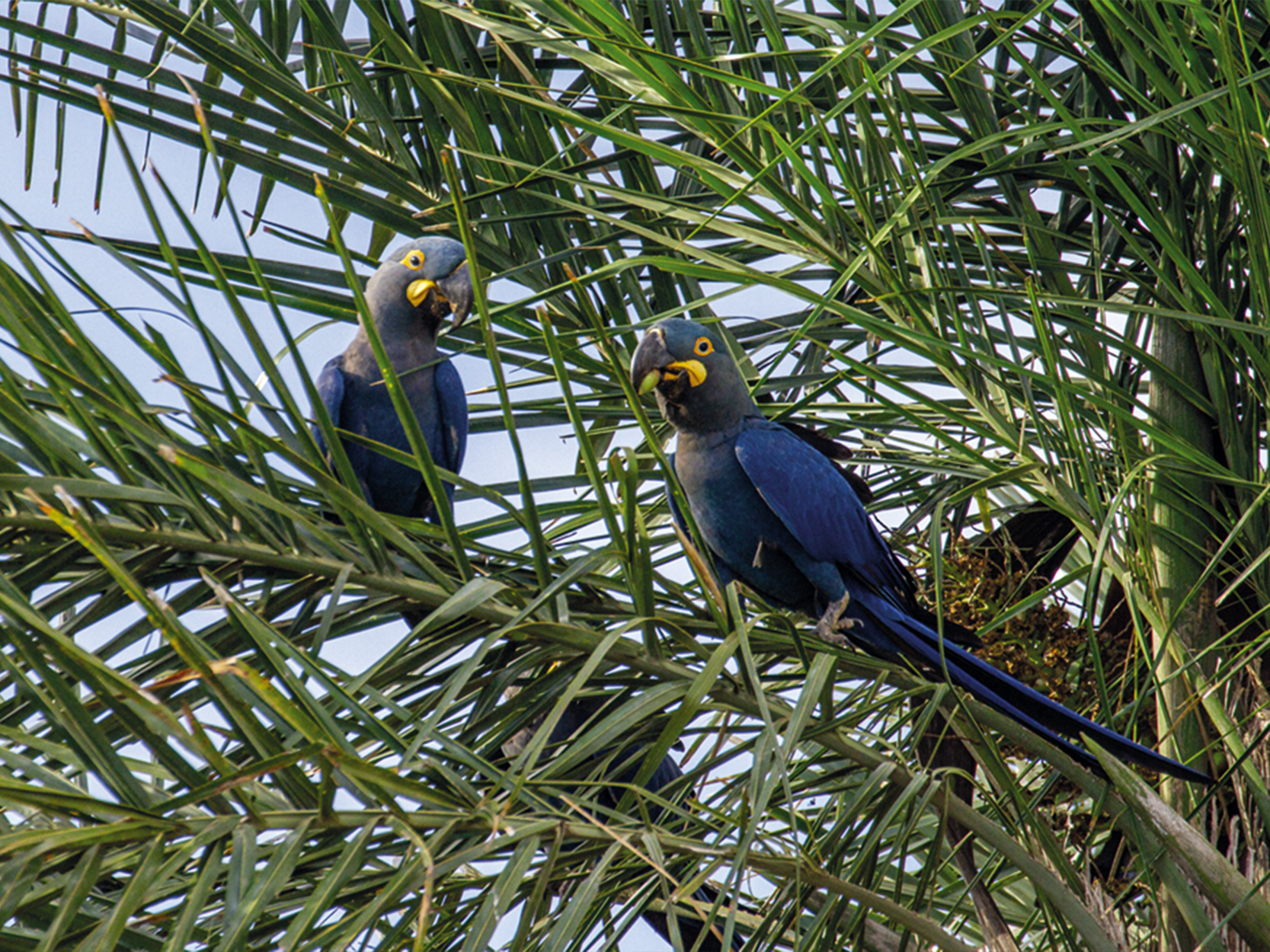 Fotografia de duas araras-azuis sobre galhos de folhas verdes. Elas têm o corpo em tons de azul e manchas amarelas próximo ao bico.