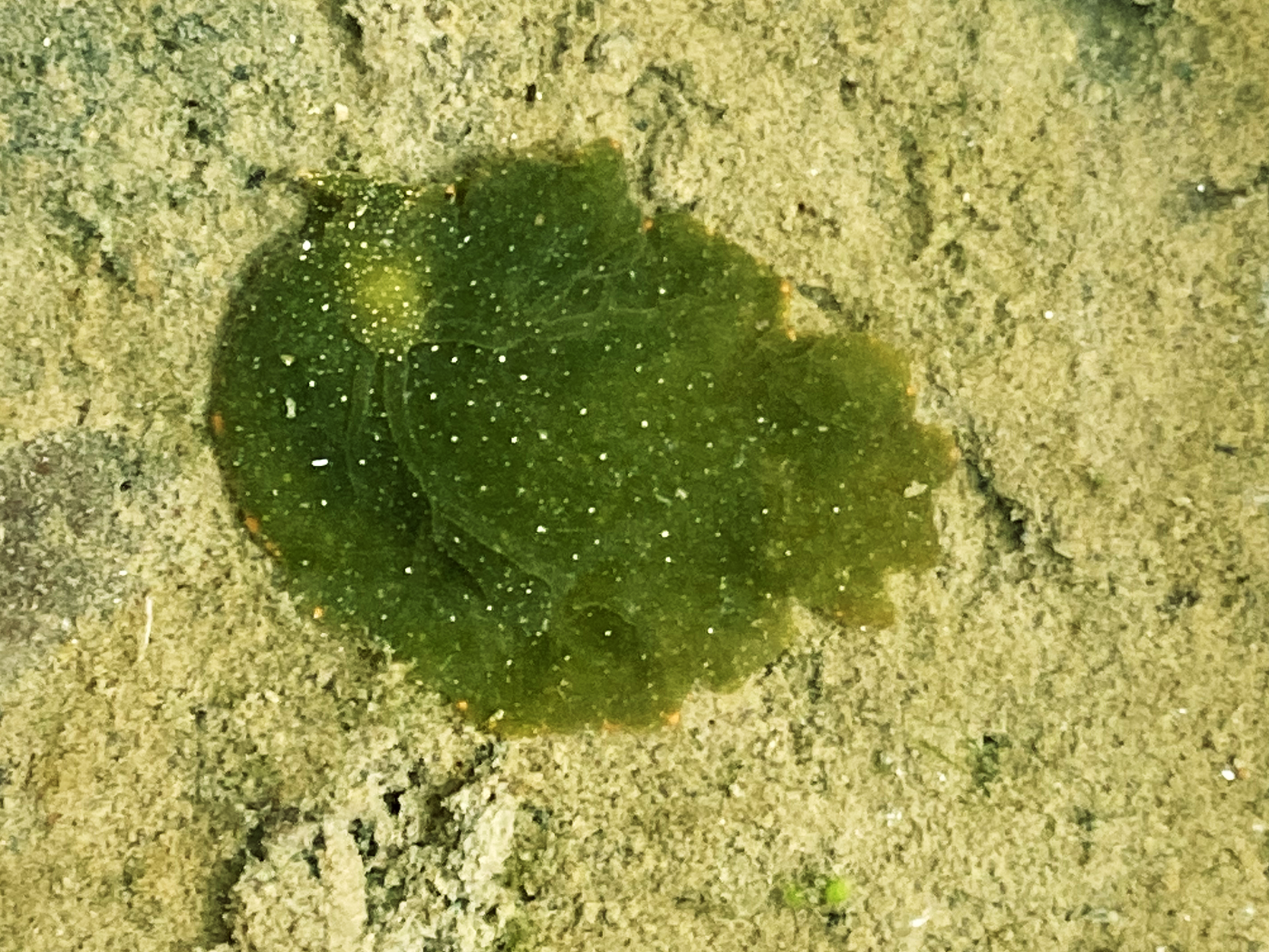 Fotografia de uma lesma-do-mar com o corpo semelhante a uma folha com aparência gelatinosa. Sua cor é verde, com pequenos pontos esbranquiçados espalhados. Ela está sobre uma superfície rochosa.