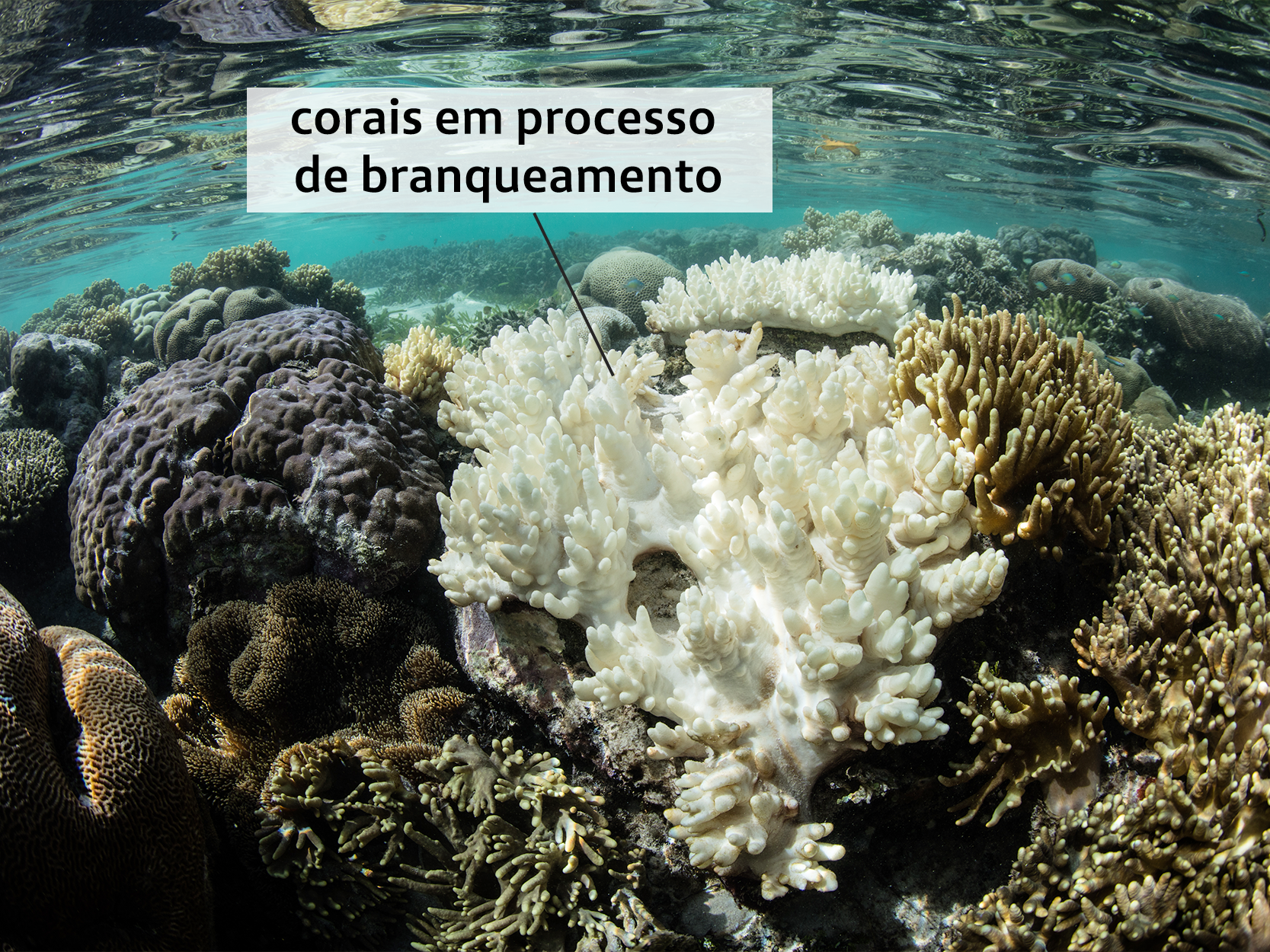 Fotografia de um recife de corais no fundo do mar. No centro, há um grande coral de coloração branca. Ele tem formato irregular, com vários ramos curtos e arredondados. Para ele, há o seguinte texto: corais em processo de branqueamento. Ao redor, há vários outros corais, alguns de formato arredondado, outros com ramos e com cores que variam em tons rochosos, tons esverdeados e marrom.