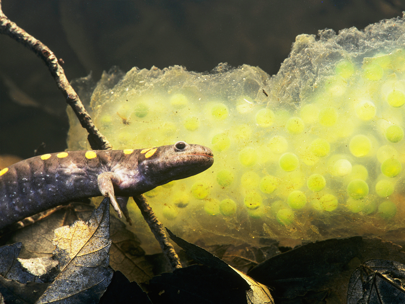 Fotografia de uma salamandra-manchada sobre algumas folhas. Ela tem o corpo semelhante ao de um lagarto, em cor escura com várias manchas amarelas espalhadas pelo dorso. Ao lado dela, há uma grande massa de aparência gelatinosa com vários ovos dentro. Esses ovos têm formato circular transparente com coloração esverdeada e um embrião dentro.