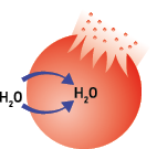Ilustração de um círculo vermelho com uma parte cortada em zigue-zague e próximo desse corte tem pequenos círculos vermelhos. Há uma indicação de H 2 O no centro e fora da figura, e próximo dessas indicações há duas setas curvas apontando para o centro da figura.