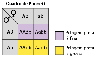 Ilustração de um quadro de Punnett composto por 3 linhas e 3 colunas. Há destaques na cor roxa representando pelagem preta lã fina e destaque na cor amarela representando pelagem preta lã grossa. Linha 1: coluna 1 tem um símbolo de feminino; coluna 2 está escrito A maiúsculo b minúsculo; coluna 3: a minúsculo b minúsculo. Na linha 1 e coluna 1 na parte de baixo há um símbolo de masculino. Linha 2: Coluna 1: A maiúsculo B maiúsculo; Coluna 2: em roxo A maiúsculo A maiúsculo B maiúsculo b minúsculo. Coluna 3: em roxo A maiúsculo a minúsculo B maiúsculo b minúsculo. Linha 3: Coluna 1: A maiúsculo b minúsculo; Coluna 2: em amarelo A maiúsculo A maiúsculo b minúsculo b minúsculo; Coluna 3: A maiúsculo a minúsculo b minúsculo b minúsculo
