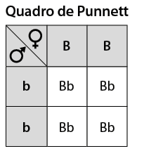 Ilustração de um quadro de Punnett composto por 3 linhas e 3 colunas. Linha 1: coluna 1 tem um símbolo de feminino; coluna 2: B maiúsculo; coluna 3: B maiúsculo. Na linha 1 e coluna 1 na parte de baixo há um símbolo de masculino. Linha 2: Coluna 1: b minúsculo; Coluna 2: B maiúsculo b minúsculo. Coluna 3: B maiúsculo b minúsculo. Linha 3: Coluna 1: b minúsculo; Coluna 2: B maiúsculo b minúsculo; Coluna 3: B maiúsculo b minúsculo.