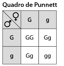 Ilustração de um quadro de Punnett composto por 3 linhas e 3 colunas. Linha 1: coluna 1 tem um símbolo de feminino; coluna 2: G maiúsculo; coluna 3: g minúsculo. Na linha 1 e coluna 1 na parte de baixo há um símbolo de masculino. Linha 2: Coluna 1: G maiúsculo; Coluna 2: G maiúsculo G minúsculo. Coluna 3: G maiúsculo g minúsculo. Linha 3: Coluna 1: g minúsculo; Coluna 2: G maiúsculo g minúsculo; Coluna 3: g minúsculo g minúsculo.