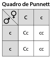 Ilustração de um quadro de Punnett composto por 3 linhas e 3 colunas. Linha 1: coluna 1 tem um símbolo de feminino; coluna 2: C maiúsculo; coluna 3: c minúsculo. Na linha 1 e coluna 1 na parte de baixo há um símbolo de masculino. Linha 2: Coluna 1: c minúsculo; Coluna 2: C maiúsculo c minúsculo. Coluna 3: c minúsculo c minúsculo. Linha 3: Coluna 1: c minúsculo; Coluna 2: C maiúsculo c minúsculo; Coluna 3: c minúsculo c minúsculo.