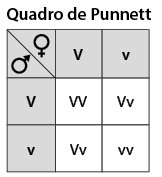 Ilustração de um quadro de Punnett composto por 3 linhas e 3 colunas. Linha 1: coluna 1 tem um símbolo de feminino; coluna 2: V maiúsculo; coluna 3: v minúsculo. Na linha 1 e coluna 1 na parte de baixo há um símbolo de masculino. Linha 2: Coluna 1: V maiúsculo; Coluna 2: V maiúsculo V maiúsculo. Coluna 3: V maiúsculo v minúsculo. Linha 3: Coluna 1: v minúsculo; Coluna 2: V maiúsculo v minúsculo; Coluna 3: v minúsculo v minúsculo.