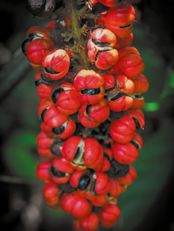 Fotografia de um cacho com pequenos frutos de formato redondo, com casca vermelha, semiabertas, no seu interior polpa branca e semente.