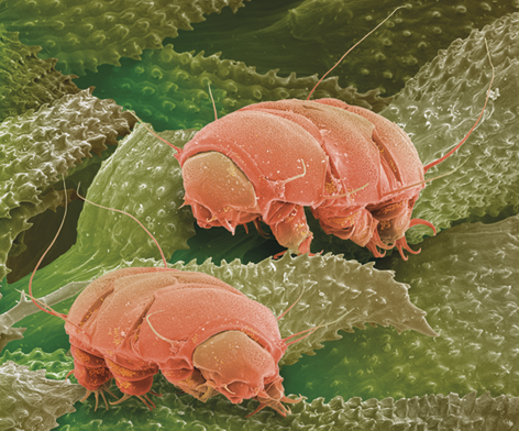 Fotografia do zoom microscópico de dois animais com corpo cilíndrico, segmentados, quatro pares de pernas com garras e filamentos que emergem de seus corpos. Eles estão sobre uma superfície irregular com projeções para cima.