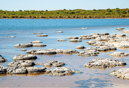 Fotografia de uma praia com estromatólitos, estruturas com formato arredondado, de coloração com tonalidades de marrom. Uma parte está dentro da água e outra para fora. Ao fundo, está o mar e vegetação.
