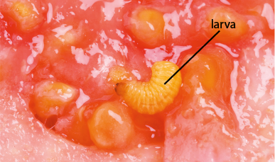 Fotografia de uma larva, animal com corpo cilíndrico, segmentado, com coloração amarela, em meio as sementes de uma goiaba.