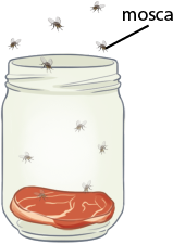 Ilustração de um frasco de vidro aberto, com um pedaço de carne vermelha ao fundo. Há moscas voando fora e dentro do frasco, e pousadas sobre a carne.