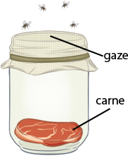 Ilustração de um frasco de vidro fechado com uma gaze, tecido fino transparente e um elástico. Há moscas voando fora do frasco. No fundo do vidro, há um pedaço de carne vermelha.