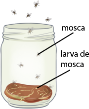 Ilustração de um frasco de vidro aberto, que contém um pedaço de carne ao fundo, com coloração escura. Há moscas voando fora e dentro do frasco e larvas de mosca sobre a carne.