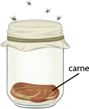 Ilustração de um frasco de vidro fechado com um tecido fino, transparente e um elástico. Há moscas voando fora do frasco. No fundo do vidro, há um pedaço de carne com coloração escura.