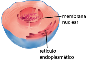 Ilustração do recorte do interior de uma célula. Entre a membrana plasmática e o citoplasma, as invaginações dão origem ao retículo endoplasmático que são membranas em formato de sacos achatados. No centro, está o material genético, um emaranhado de fios e, em sua volta, está a membrana nuclear, uma membrana achatada com formato circular.