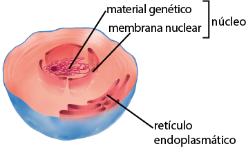 Ilustração do recorte do interior de uma célula. Entre a membrana plasmática e o citoplasma, as invaginações dão origem ao retículo endoplasmático, que são membranas em formato de sacos achatados. No centro, está o material genético, um emaranhado de fios e, em sua volta, há a membrana nuclear, uma membrana achatada com formato circular. O material genético mais a membrana nuclear formam o núcleo.