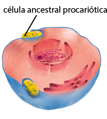 Ilustração do recorte do interior de uma célula. Na parte externa da membrana plasmática, em direção a citoplasma, há uma estrutura ovalada e comprida, denominada célula ancestral procariótica. Na parte interna da membrana plasmática, há o retículo endoplasmático e ao centro, o núcleo.