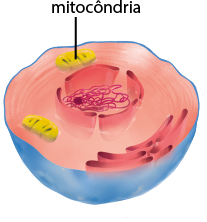 Ilustração do recorte do interior de uma célula. No citoplasma, a célula ancestral procariótica dá origem a mitocôndria, uma estrutura ovalada e comprida. Na parte interna da membrana plasmática, há o retículo endoplasmático e ao centro, o núcleo.
