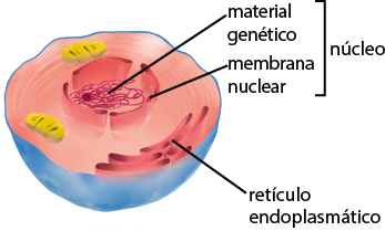 Ilustração do recorte do interior de uma célula. No citoplasma, a célula ancestral procariótica dá origem a mitocôndria, uma estrutura ovalada e comprida. Na parte interna da membrana plasmática, há o retículo endoplasmático e ao centro, o material genético e a membrana nuclear formando o núcleo.