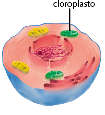 Ilustração do recorte do interior de uma célula. No citoplasma, a ancestral fotossintetizante dá origem ao cloroplasto, uma estrutura ovalada e comprida. Na parte interna da membrana plasmática, há o retículo endoplasmático, no citoplasma, as mitocôndrias e, ao centro, o núcleo.