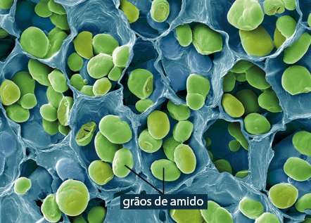 Fotografia do zoom microscópico de estruturas arredondadas, denominadas grãos de amido, que estão dentro de cavidades com formatos esféricos.