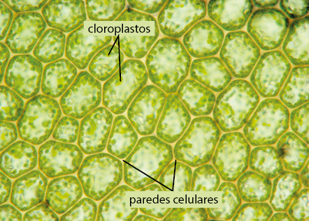 Fotografia do zoom microscópico de estruturas com formato irregular, semelhantes a hexágonos. A camada mais externa, é denominada como paredes celulares e, na parte interna, há cloroplastos, que são pequenas estruturas ovaladas.