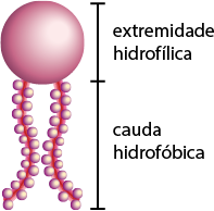 Ilustração de uma estrutura formada por uma esfera com duas caudas abaixo, que são linhas curvas preenchidas por várias bolinhas. Está indicado que a parte esférica é denominada extremidade hidrofílica, enquanto as caldas são denominadas calda hidrofóbica.