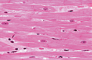 Fotografia do zoom microscópico de tecido muscular. São estruturas cilíndricas e alongadas justapostas, e em cada estrutura há uma pequena esfera em uma das extremidades.