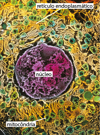 Fotografia de zoom microscópico de um hepatócito. Ao centro há uma estrutura redonda de coloração arroxeada com manchas esbranquiçadas, denominada núcleo. Ao redor, há estruturas com formato ovalado e alongadas, com reentrâncias na parte interna, denominadas mitocôndrias e, estruturas alongadas e curvadas, denominadas retículo endoplasmático.