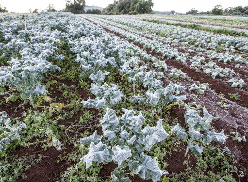 Fotografia de uma plantação com fileiras de plantas baixas e folhas largas. A superfície das folhas está com coloração esbranquiçada.