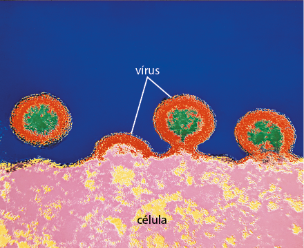 Fotografia de zoom microscópico de quatro vírus, com formato arredondado com uma estrutura circular dentro. O vírus está sobre a célula, uma estrutura com superfície irregular.