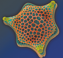 Fotografia de zoom microscópico de estrutura com formato de uma estrela com os braços curtos. Em seu interior, há estruturas arredondadas de diferentes tamanhos com bolinhas dentro.