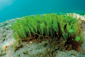 Fotografia de um aglomerado de algas no fundo do mar, com o formato de folhas e com coloração esverdeada.