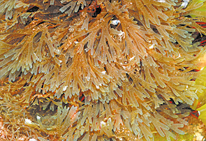 Fotografia de um aglomerado de algas no fundo do mar, com o aspecto de uma folha dividida formando estruturas em formato de letra V. A coloração tem tonalidade de marrom claro.