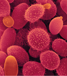 Fotografia em zoom de microscópio de estruturas com formato redondo e sobre a superfície, filamentos curtos e finos.