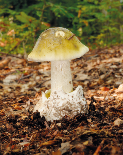 Fotografia de um cogumelo, composto por uma base arredondada de onde sai uma estrutura em forma de haste que sustenta a parte superior em formato de chapéu e com cor amarelada. Ao redor há vegetação e no solo, folhas secas.