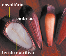 Fotografia de quatro sementes com formato cônico sobre uma superfície e uma delas está cortada. A parte externa da casca tem coloração amarronzada e é denominada envoltório. No interior, há uma massa com coloração branca e é indicada como tecido nutritivo e, ao centro desta, há uma linha vertical com coloração amarelada denominada embrião.