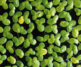 Fotografia de pequenas plantas sobre a superfície da água, compostas por três folhas pequenas, ovais e planas.