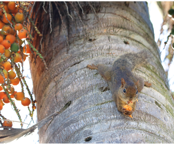 Fotografia de um serelepe, pequeno animal quadrúpede, de cauda longa, orelhas pequenas e corpo recoberto de pelos, segurando com as patas dianteiras um fruto. Ele está sobre o caule de uma palmeira, carregada de coquinhos, frutos redondos, pequenos, com coloração laranja.