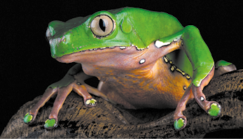 Fotografia de uma perereca sobre uma superfície. Ela se assemelha a um sapo, possui pele esverdeada, o ventre branco com manchas amareladas, os olhos são grandes e os dedos longos e finos com as extremidades com coloração verde.