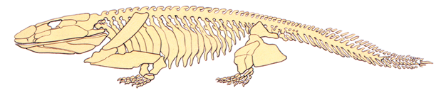 Ilustração do esqueleto de um animal quadrúpede, com o corpo e cauda longos, membros curtos e crânio alongado.