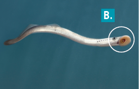 Fotografia de uma lampreia, animal com corpo alongado, cilíndrico e fino e com uma nadadeira na região final do corpo. Há um destaque com a indicação da letra B com um círculo em volta da boca que tem formato circular.