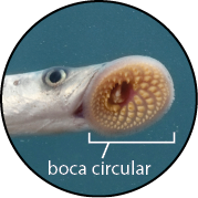 Fotografia da região da cabeça da lampreia, com destaque para a boca circular com pequenos dentes pontiagudos em disposição circular.